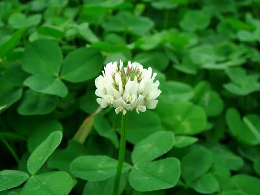 Ak Üçgül-Süs Yoncası (Trifolium repens) 1 Kg - Görsel 2